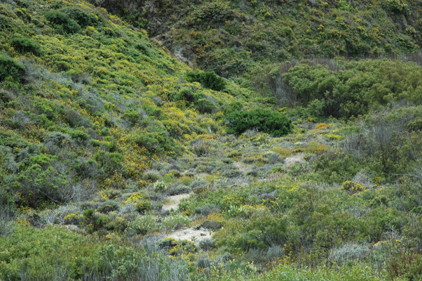 Soberanes Canyon 029.jpg